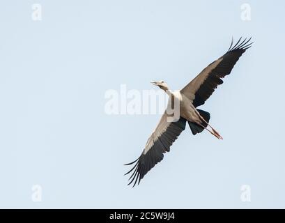 Asian Openbill (Anastomus oscitans) in volo visto dal basso. Foto Stock