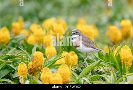 Isola di Auckland Banded Dotterel (Charadrius bicinctus exilis) sull'isola di Enderby, Isole di Auckland nella subantartica Nuova Zelanda. In piedi tra il giallo Foto Stock