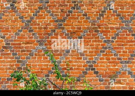 Tudor sbriciolato mattoni rossi a motivi con un modello di diamante di mattone più scuro su un muro, Hampshire, Inghilterra Foto Stock