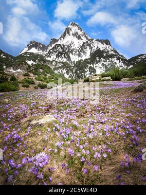 Bel campo di fiori viola di crocus di fronte al monte Pirin coperto di neve in primavera in Bulgaria. Orizzontale Foto Stock