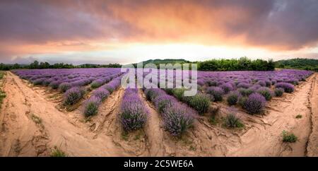 Panorama del campo di Lavanda al tramonto con cespugli viola fioriti cresciuti per scopi cosmetici. Foto Stock