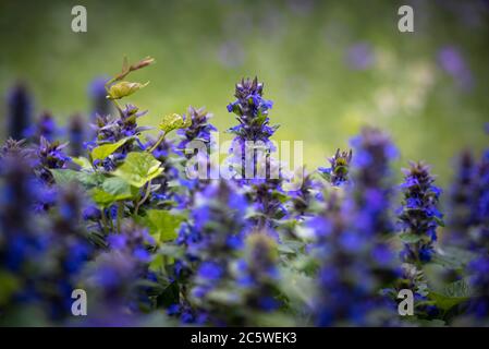 Fiori di Muscari. Muscari armeniacum. Giacinti di uva. Fiore blu su sfondo arancione Foto Stock