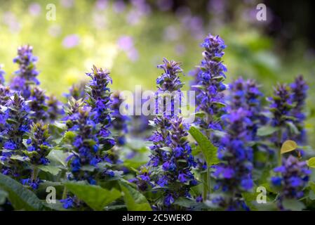 Fiori di Muscari. Muscari armeniacum. Giacinti di uva. Fiore blu su sfondo arancione Foto Stock