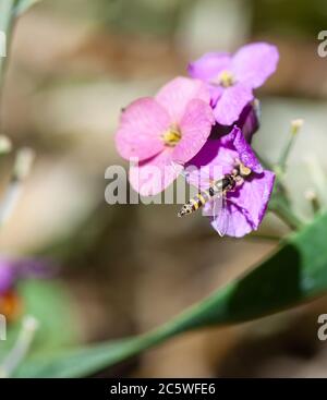 Vista closeup di un hoverfly - famiglia Syrphidae Foto Stock