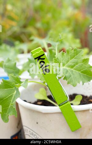 Brassica oleracea ' Dwarf Green arricciato' kale piantine, cresciute in tazze di plastica riciclata, pronte per la piantagione. REGNO UNITO Foto Stock