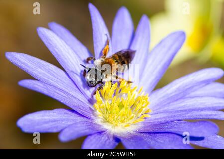 Macro di un ape impollinazione un fiore blossom Foto Stock