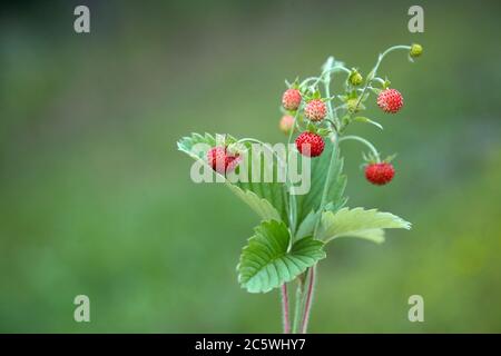 Fragole selvatiche. Alimentazione sana e fresca. Estate foresta. Foto Stock