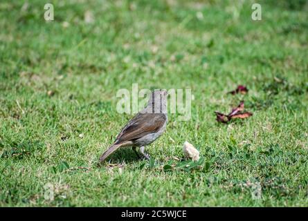 Piccolo uccello del maredeater del bulbfini delle Barbados marrone e grigio seduto su erba verde accanto ad un pezzo di pane, mangiando con il cibo nella relativa bocca. Foto Stock