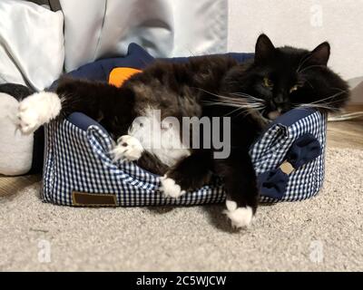 gatto nero e bianco kurilian bobtail giacente al suo posto in appartamento Foto Stock