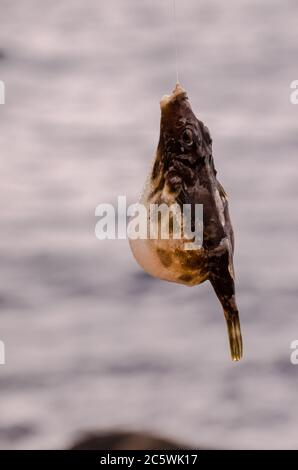 Un pesce di mare agganciate sopra il blu Oceano Atlantico Foto Stock