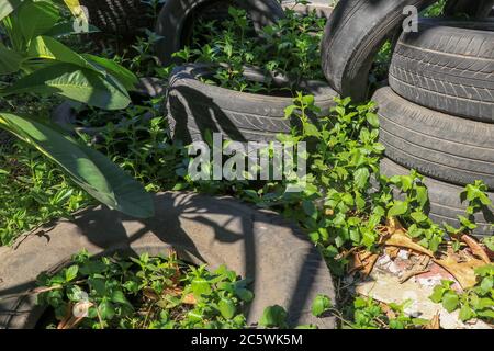 Un vecchio pneumatico di automobile lasciato nella foresta. Disseminato di ambiente naturale. Stagione estiva. Smaltimento illegale dei rifiuti. Pneumatici di auto vecchie nella natura Foto Stock