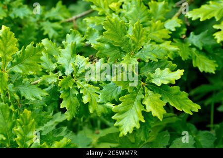 Quercia sesile o durmast (quercus petraea), forse quercia inglese (quercus robur), primo piano delle nuove foglie verdi fresche prodotte dall'albero in primavera. Foto Stock