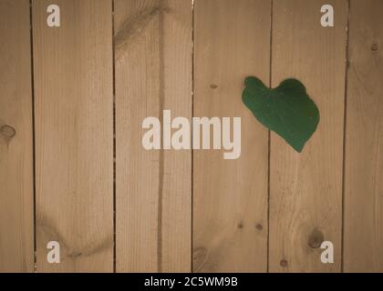 Una foglia a forma di cuore si sguancia attraverso una fessura in una recinzione di legno o muro. Foto Stock