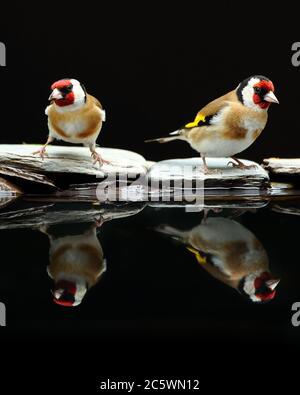 Riflesso di un paio di adulti europei di Goldfinch (Carduelis carduelis), che mostrano un piumaggio caratteristico mentre beve a bordo piscina. Derbyshire, Regno Unito Primavera 2020 Foto Stock