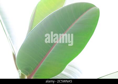 La grande foglia verde liscia di fico in gomma di ficus elastica. Macrofotografia botanica per illustrazione di ficus. Foto Stock