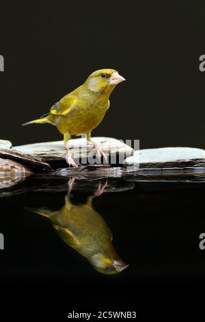 Verdino europeo (Chloris Chloris), riflesso maschile adulto in piscina. Derbyshire, Regno Unito 2020 Foto Stock