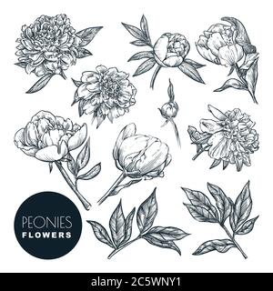 Set di fiori peonie, illustrazione di schizzi vettoriali. Elementi di design floreali disegnati a mano. Fiore di peonia, foglie e gemme isolate su sfondo bianco Illustrazione Vettoriale