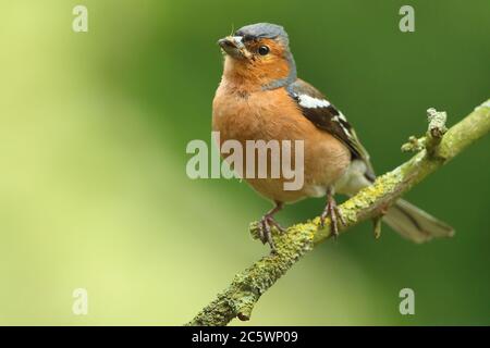 Estate piumaggio maschio Chaffinch comune (Fringilla coelebs), con cibo per i giovani. Derbyshire, Regno Unito 2020 Foto Stock