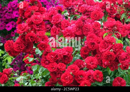 Rosso rose giardino Rosa Amadeus Foto Stock