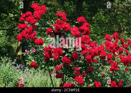 Rose rosse fiori da giardino Foto Stock