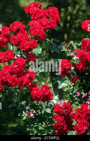 Rosso giardino rose rosso arbusto rose luglio Foto Stock