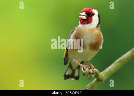 Adulto europeo Goldfinch (Carduelis carduelis) arroccato sul ramo cantando a femmina. Derbyshire, Regno Unito Primavera 2020 Foto Stock