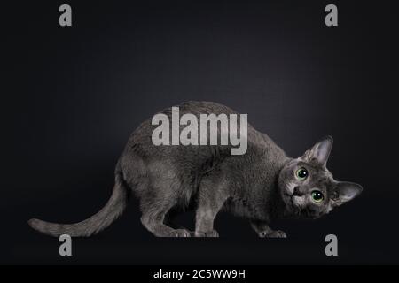Elegante giovane adulto Korat gatto, in piedi lateralmente. Testa girata verso il basso divertente. Guardando verso la fotocamera con gli occhi verdi. Isolato su sfondo nero. Foto Stock