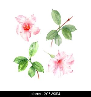 Rosa dipadenia fiori floreali botanici isolati su bianco. Set di illustrazioni acquerello. Acquarello disegno moda acquarelle. Foto Stock