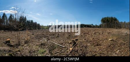 alberi abbattuti simbolo per il dieback della foresta in germania a causa di periodi di estrema calore e secchezza Foto Stock