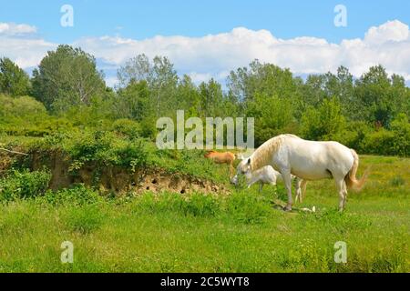 Cavalli e foals selvatici pascolano nella riserva naturale dell'Isola della Cona, nel Nord Italia. Un nido europeo di uccelli di Bee Eater è sulla sinistra Foto Stock