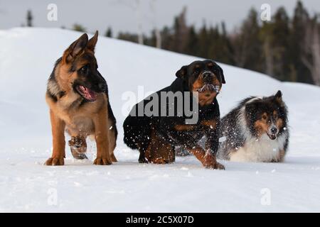 Il Pastore Rottweiler e Shetland Shepdog tedeschi corrono nella neve bianca in inverno Foto Stock