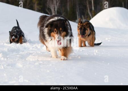 Shetland cane da pastore tedesco e rottweiler giocare in neve bianca in inverno Foto Stock