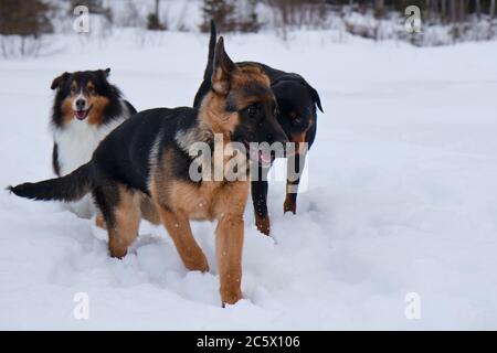 Il rottweiler del pastore tedesco e il cane shetland che corre nella neve bianca in inverno Foto Stock