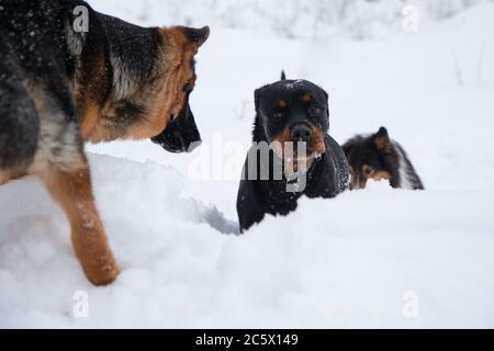 Rottweiler shetland cane da pastore e tedesco giocare nella neve in inverno Foto Stock