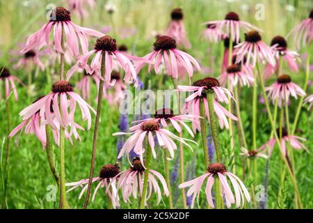 Fiori di Echinacea pallida Foto Stock