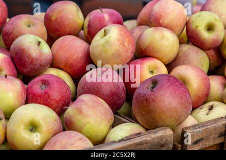 Una cassa di mele da vendere in un mercato agricolo Foto Stock