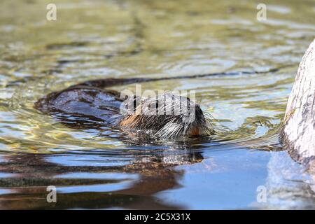 Nutria che gioca in acqua Foto Stock