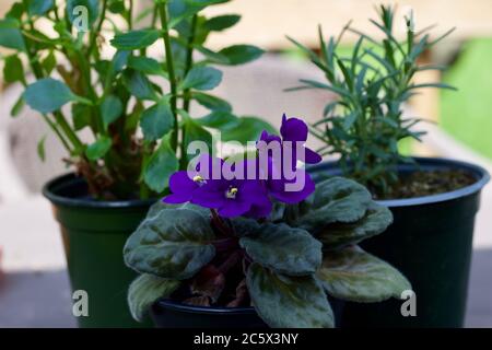 Primo piano di tre piccole piante in vaso: Rosmarino, viola africana e kalanchoe, con sfondo naturale sfocato Foto Stock