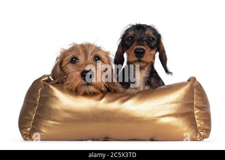 Due adorabili cuccioli di Wirehair Kanninchen Dachshund, che si stendono sul bordo e si siedono in cestino d'oro. Guardare direttamente la fotocamera con gli occhi luminosi e scuri. È Foto Stock