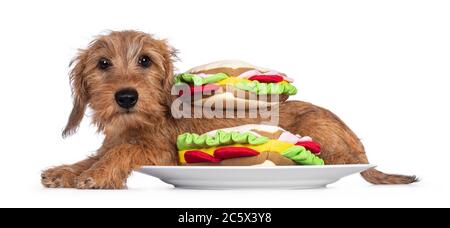 Adorabile cucino Wirehair Kanninchen Dachshund, che si stese lungo i lati su un piatto tra i sandwich giocattolo. Guardare direttamente la fotocamera con gli occhi luminosi e scuri. Foto Stock