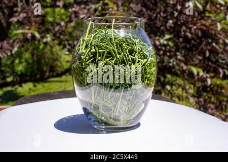 Primo piano di un vaso di vetro contenente erbe fresche di erba cipollina appena essiccate, con sfondo esterno sfocato Foto Stock