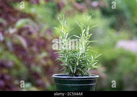 Primo piano vista di una piccola pianta di rosmarino in vaso con sfondo natura sfocato Foto Stock