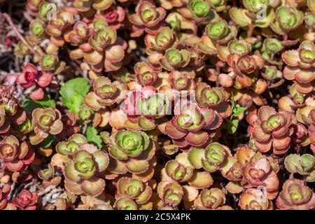 Primo piano di texture sfondo di rosa rosato e verde sedum pietra colture (crassula) che cresce in un giardino ornamentale esterno soleggiato Foto Stock