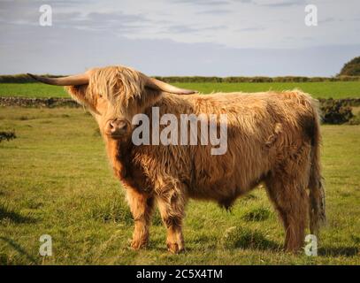 Highland mucca pascolando la brughiera su Exmoor sud-ovest Inghilterra Foto Stock
