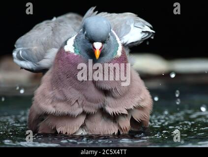 Pigeon di legno comune (Columba palumbus) bagno, sfondo scuro sottoesposto. Derbyshire, Regno Unito 2020 Foto Stock