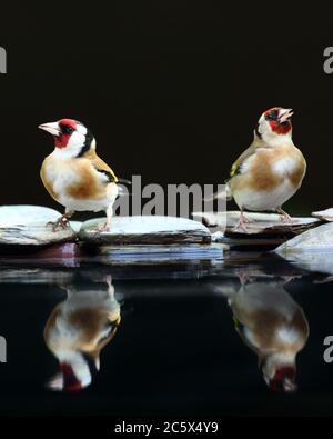 Riflesso di un paio di adulti europei di Goldfinch (Carduelis carduelis), che mostrano un piumaggio caratteristico mentre beve a bordo piscina. Derbyshire, Regno Unito Primavera 2020 Foto Stock