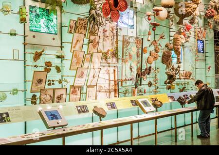 New York City, New York NYC Manhattan, Uptown, Central Park West, American Museum of Natural History, mostra interattiva, scienza, educazione, biodiversità, specie, Foto Stock