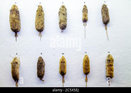 New York City, New York NYC Manhattan, Uptown, Central Park West, American Museum of Natural History, mostra mostra la scienza, educazione, biodiversit Foto Stock