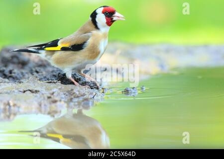 Adulto europeo Goldfinch (Carduelis carduelis) bere da una piscina, vista laterale del piumaggio. Derbyshire, Regno Unito Primavera 2020 Foto Stock