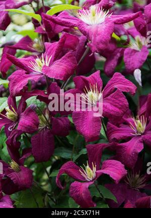 Clematis 'Niobe' -i primi clematis a fiore grande hanno grandi fiori a forma di stella all'inizio dell'estate. Foto Stock